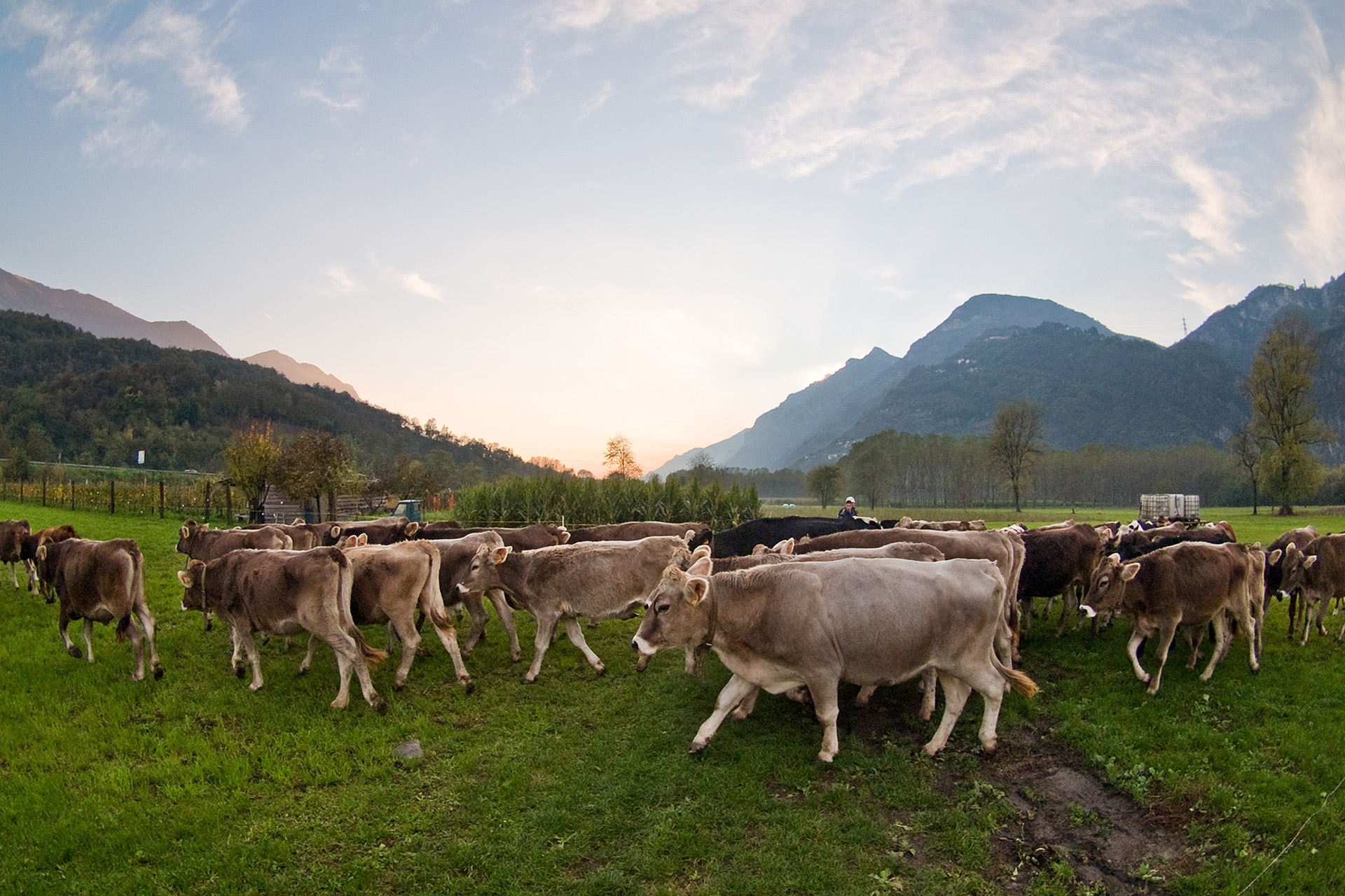 Allevamento e alimentazione bovine Formaggio Silter (1)