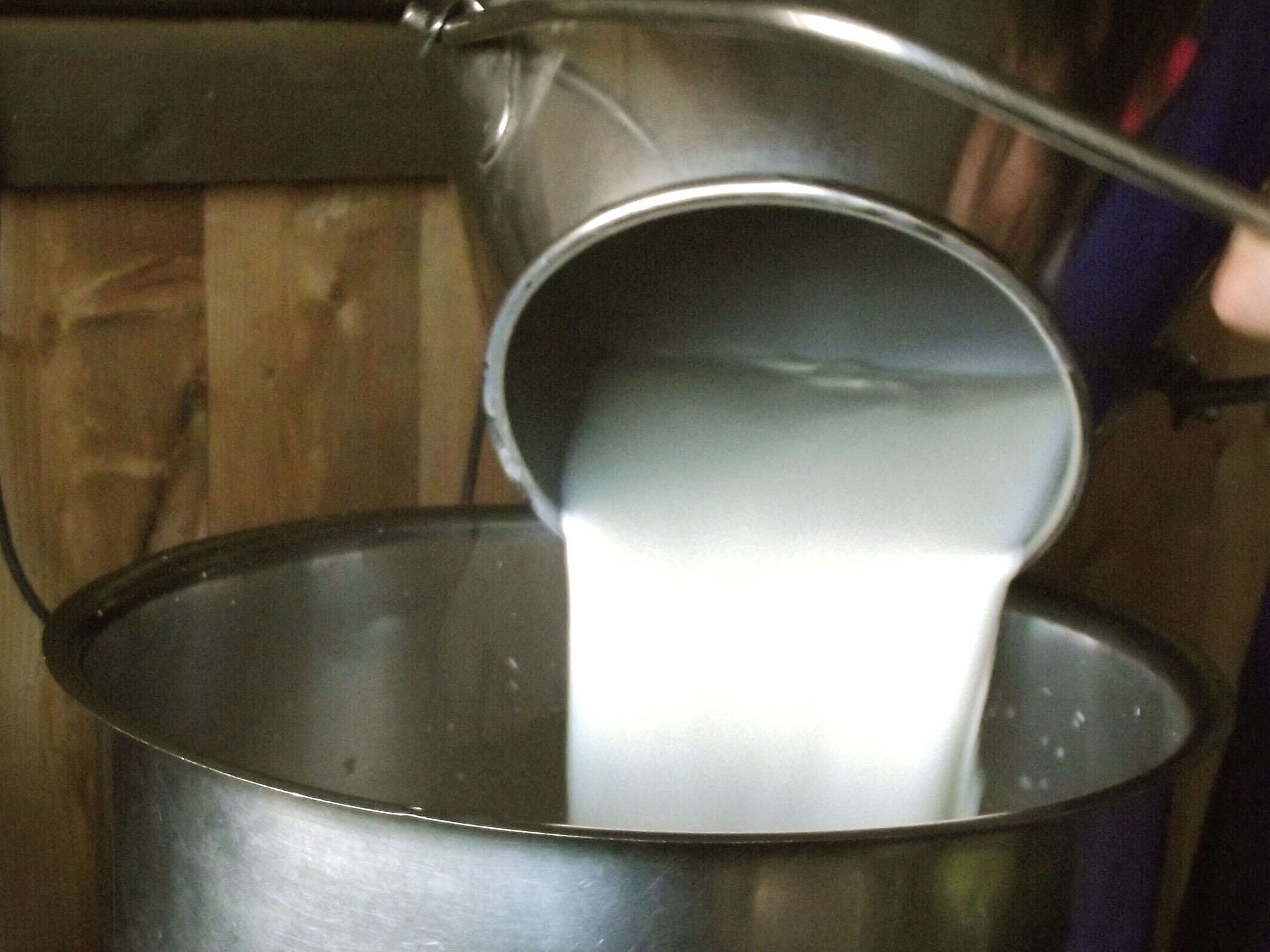Latte e lavorazione Formaggio Silter Dop (17)